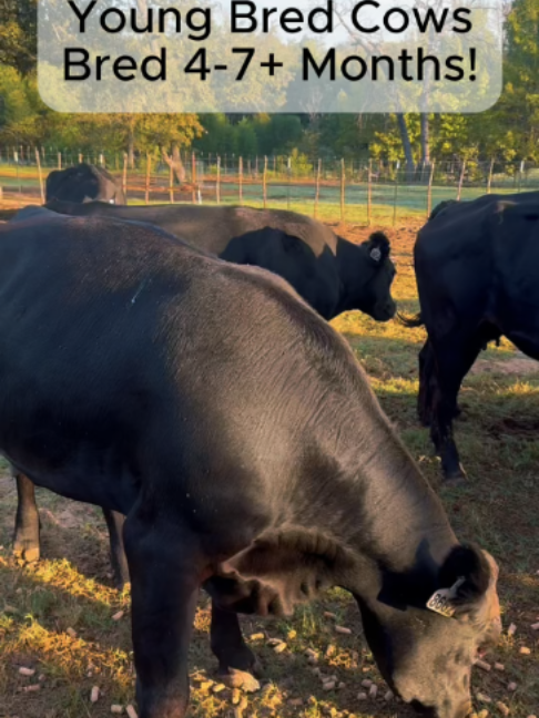 @Rutherford Land and Cattle