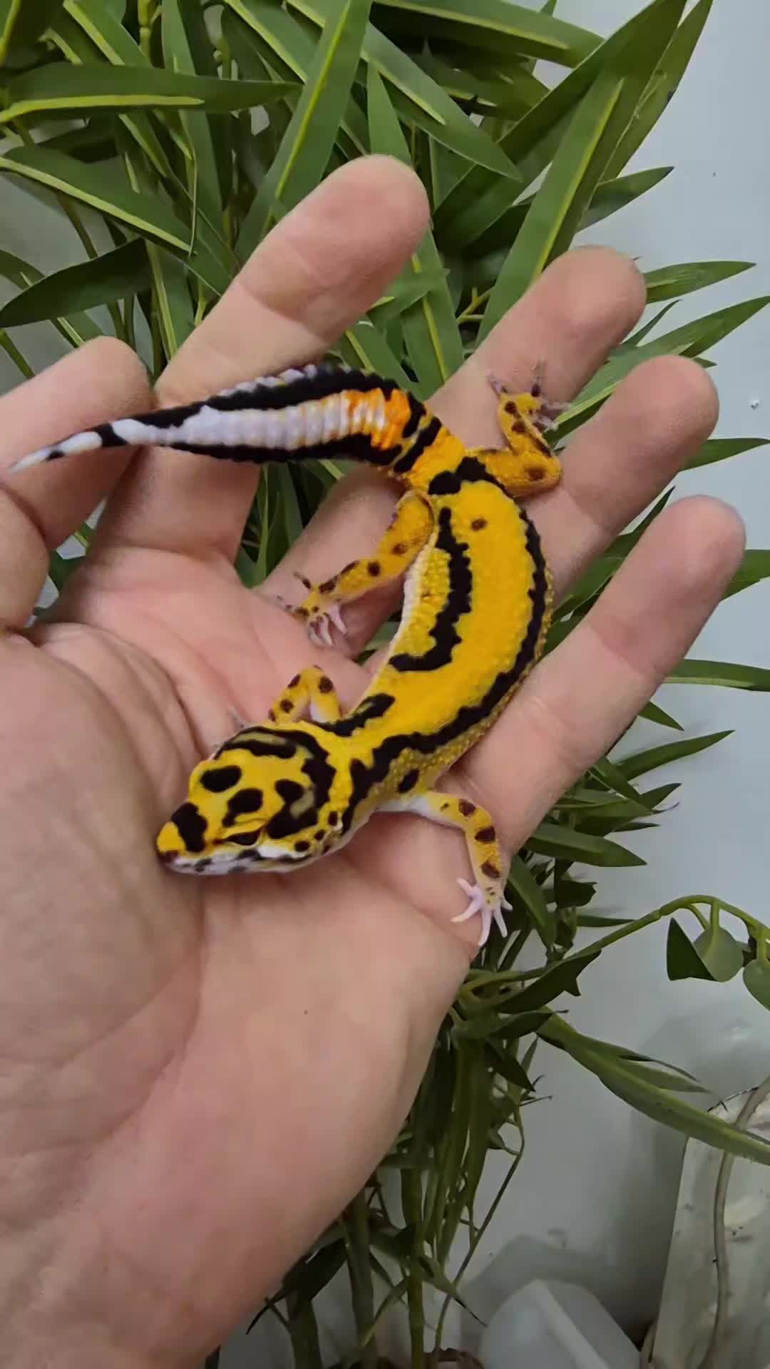 @CambridgeGecko
