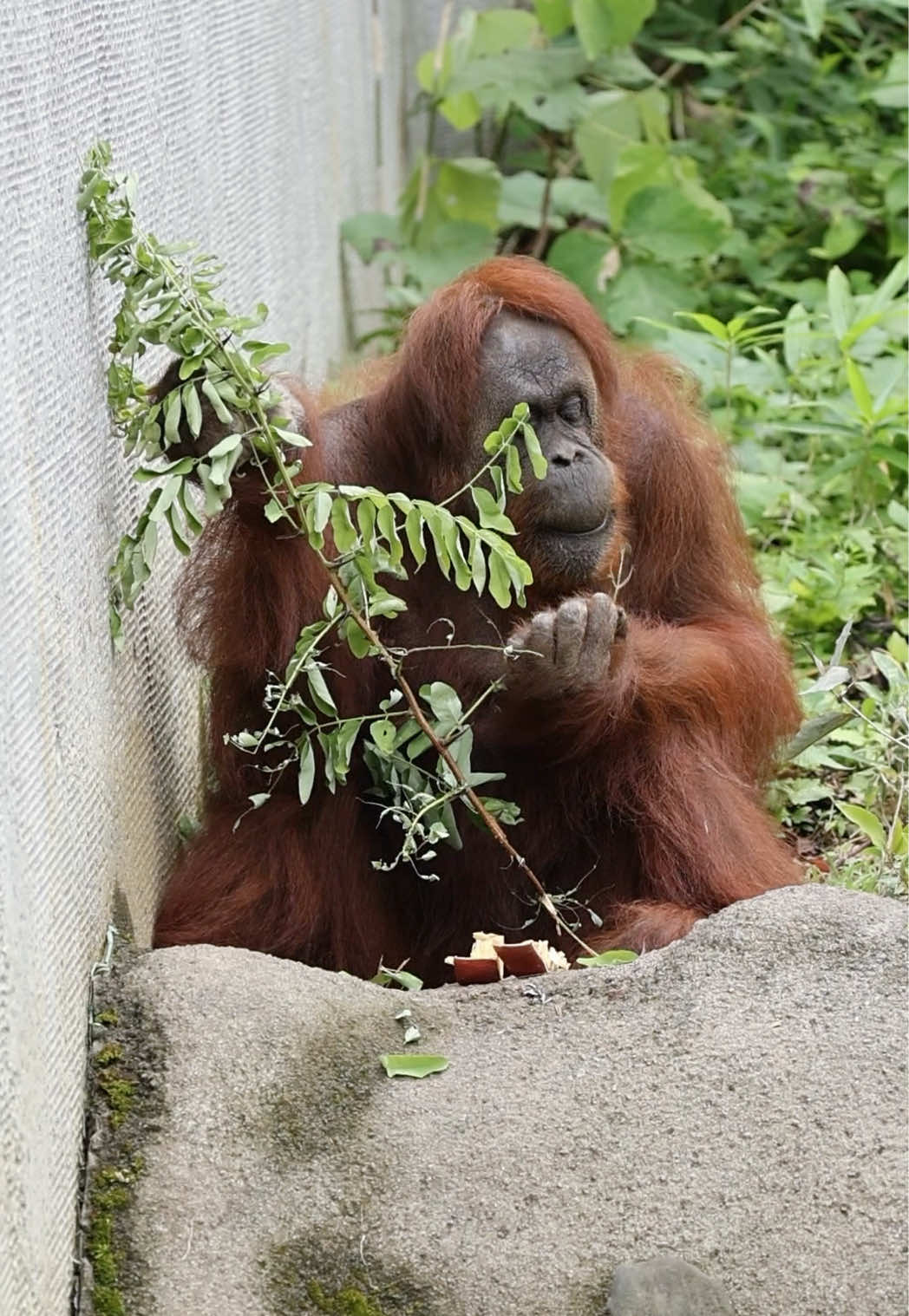 @ちゃりだー