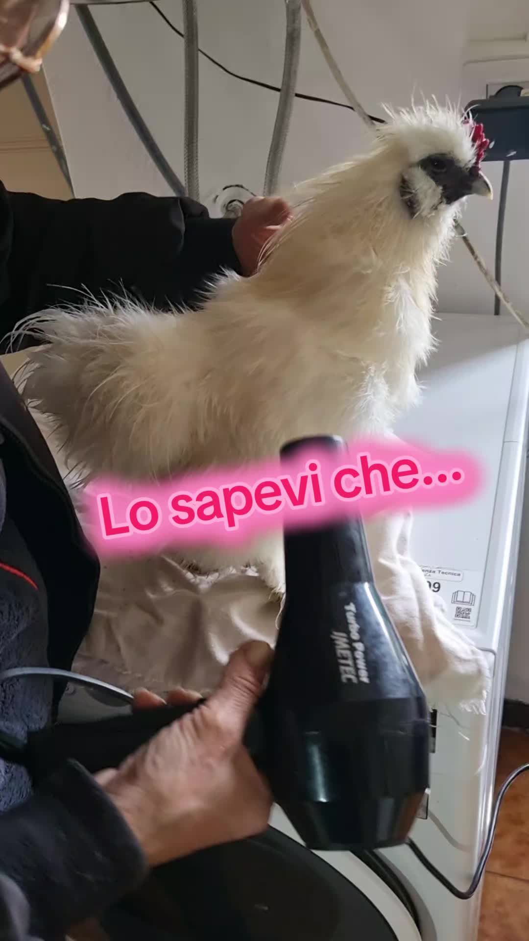 @Il leone e la gallina