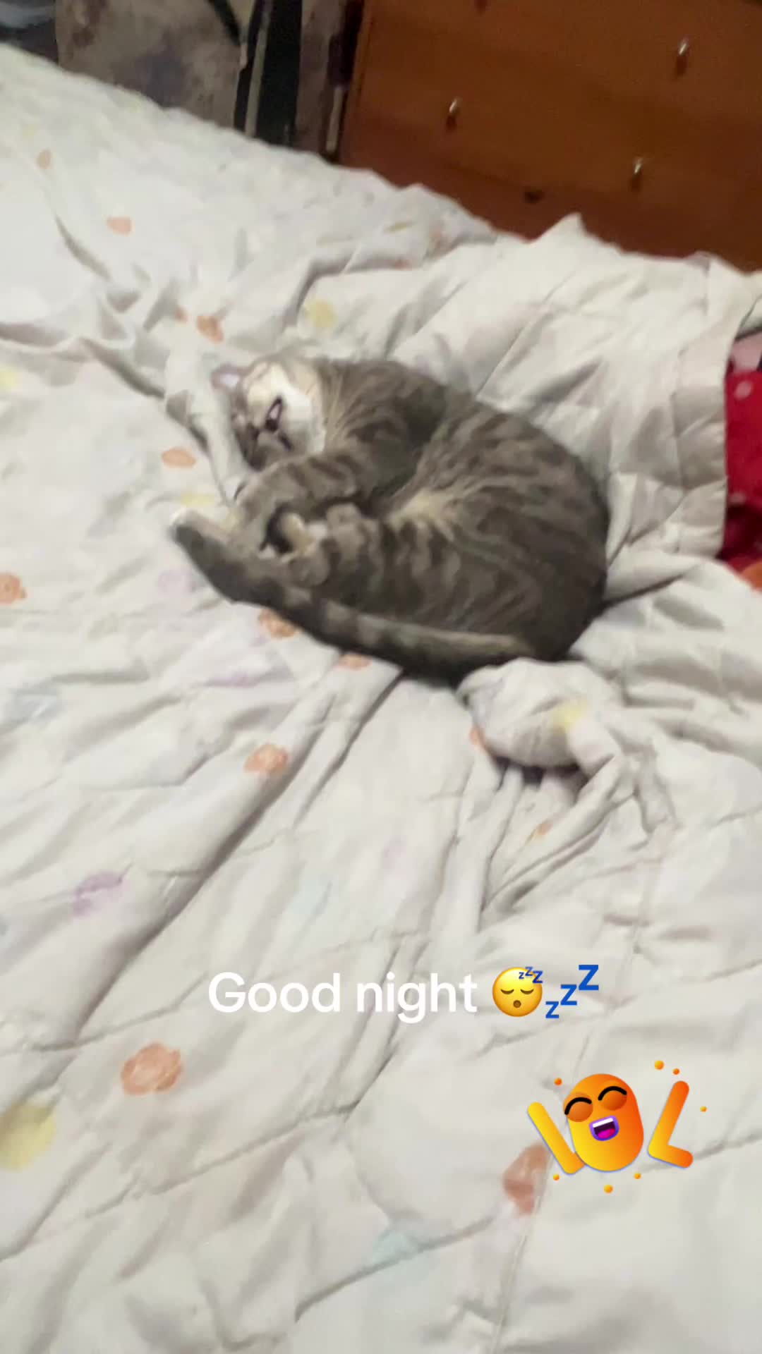@crazy kitty