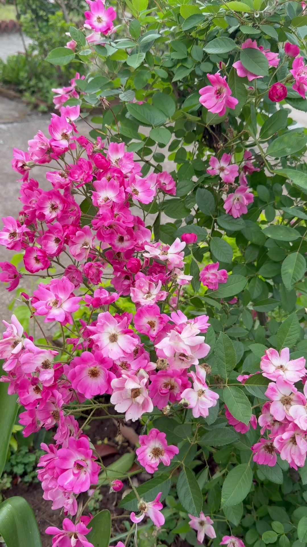 @ParooShahi