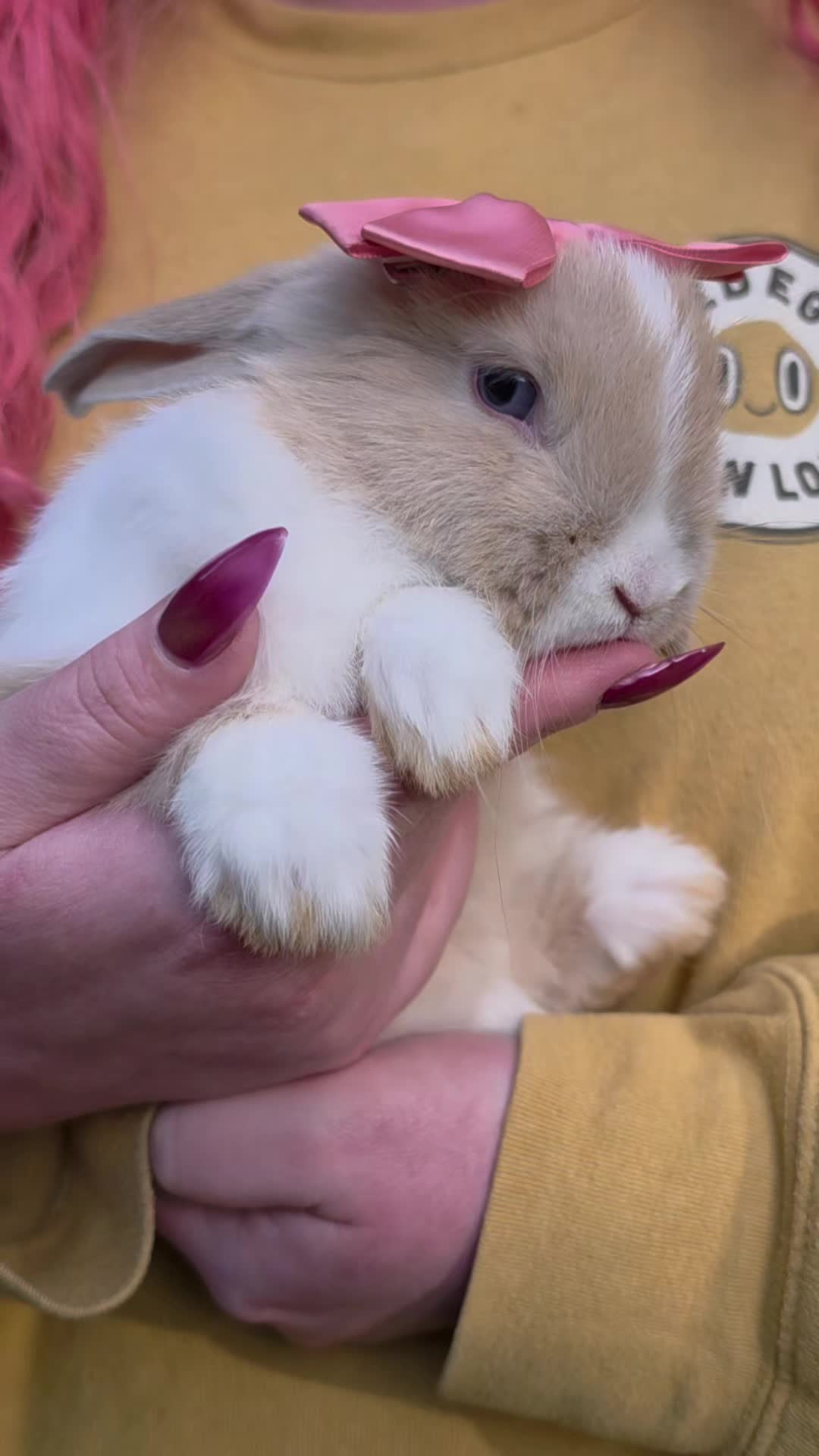@Darling Rabbitry