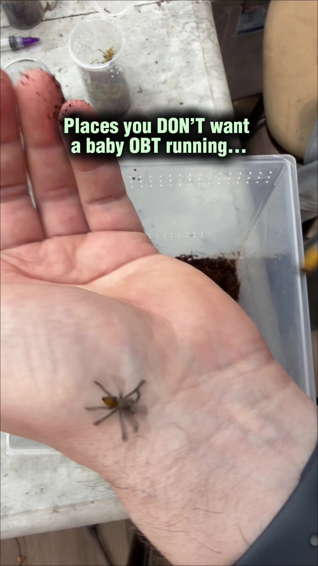 @Spider Conservatory