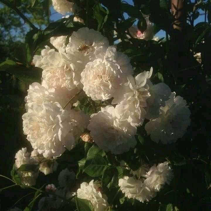 @𝒍𝒊𝒗𝒊𝒏𝒈𝒉𝒂𝒓𝒅
