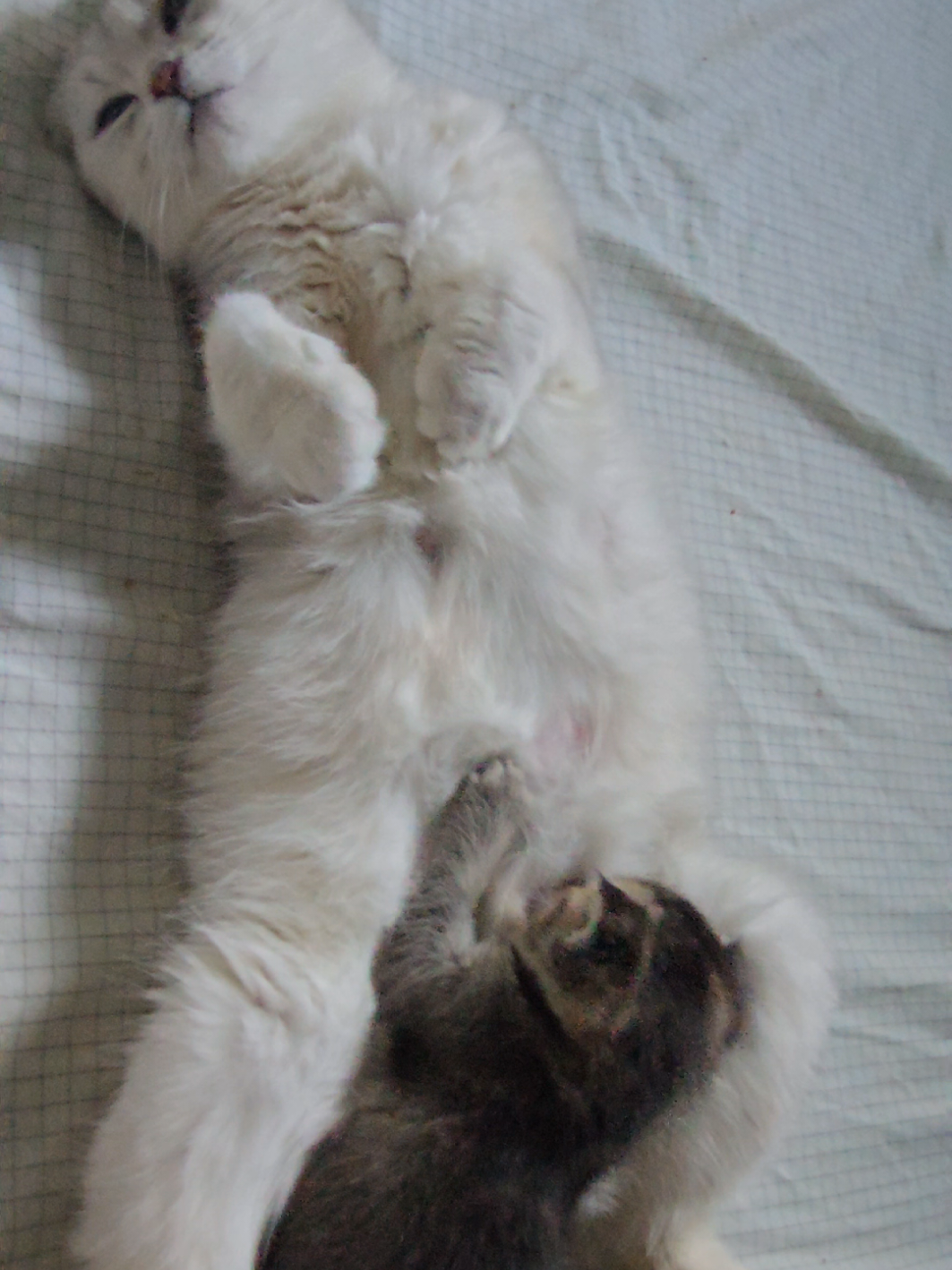 @Brittany's Beauties Kittens