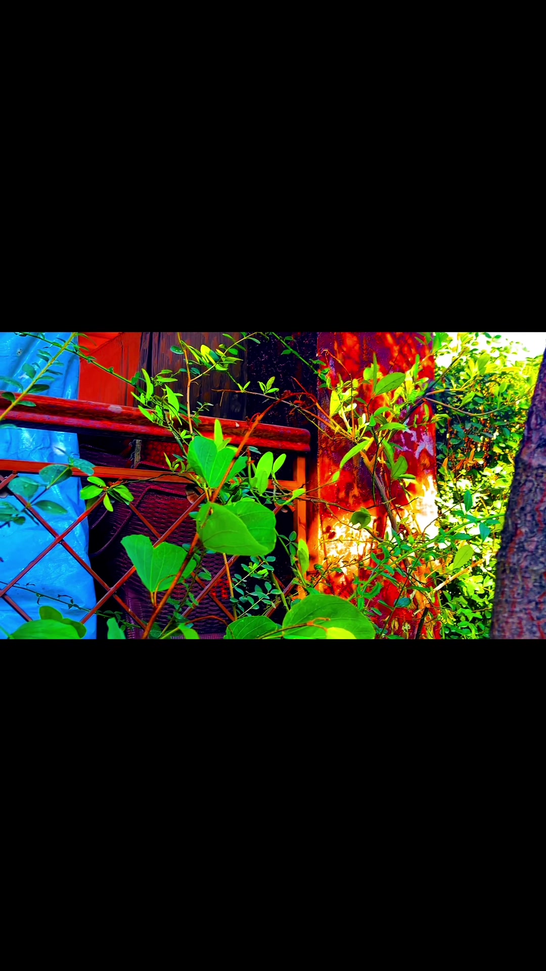 @🪟 Leafy Whispers 🍃