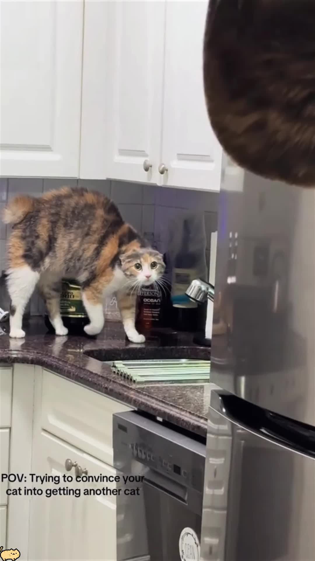 @Funny cat 520