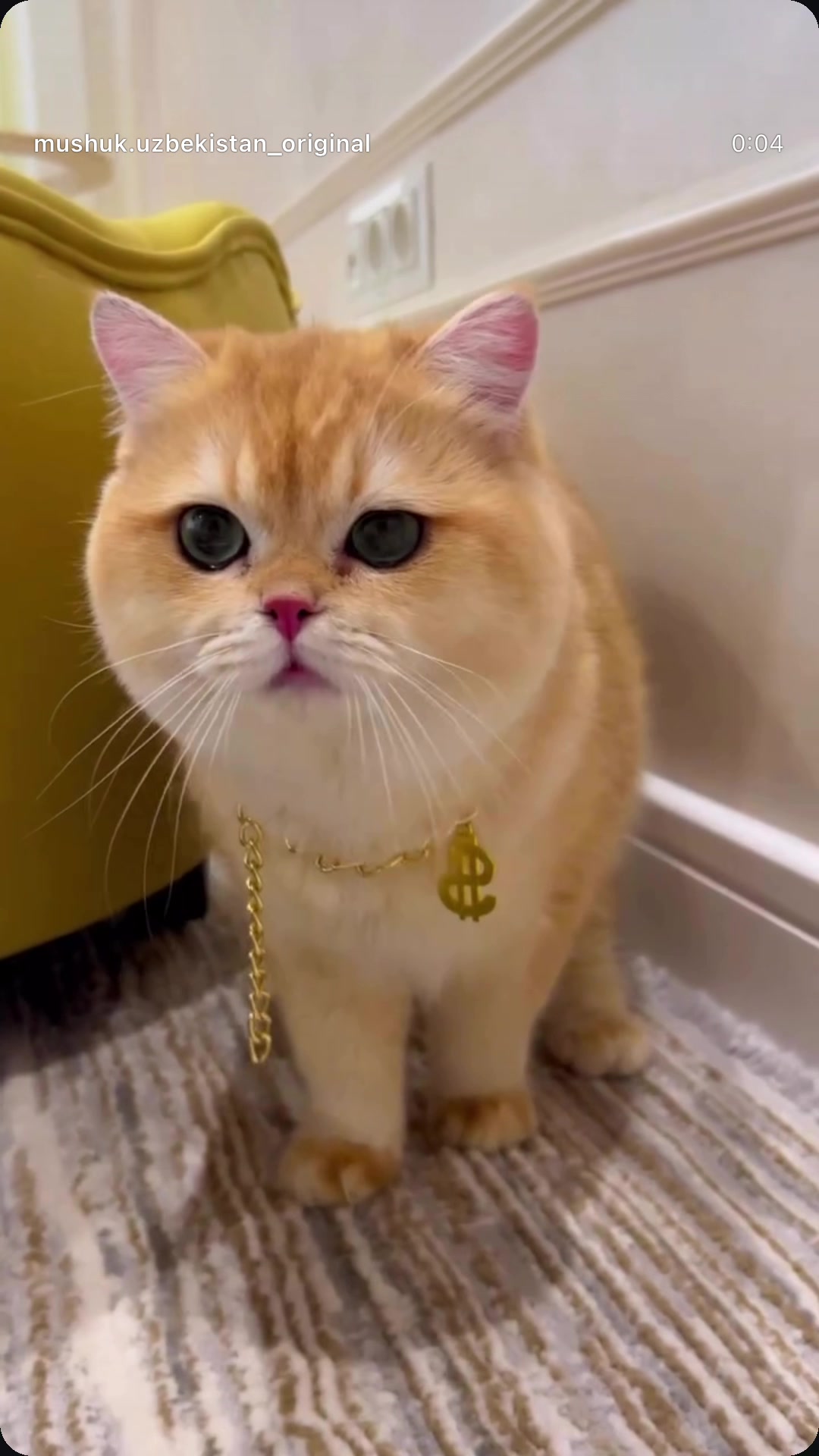 @kittens_uz