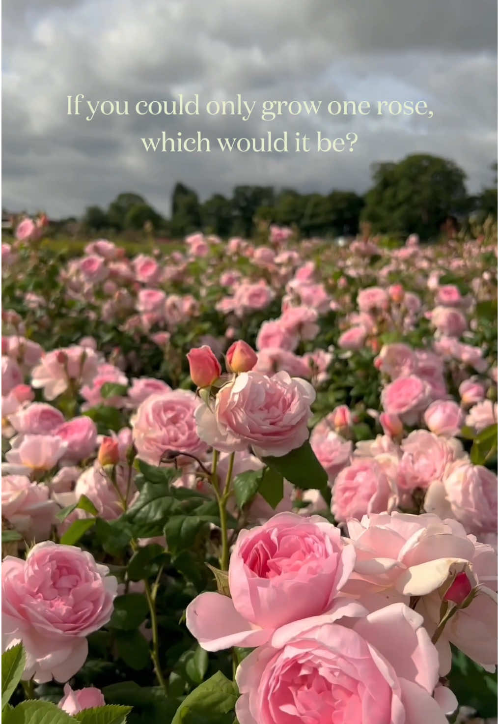 @David Austin Roses