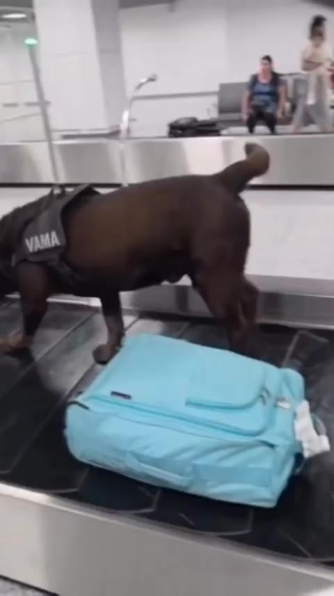 @Animalistas Unidos GymsEmp