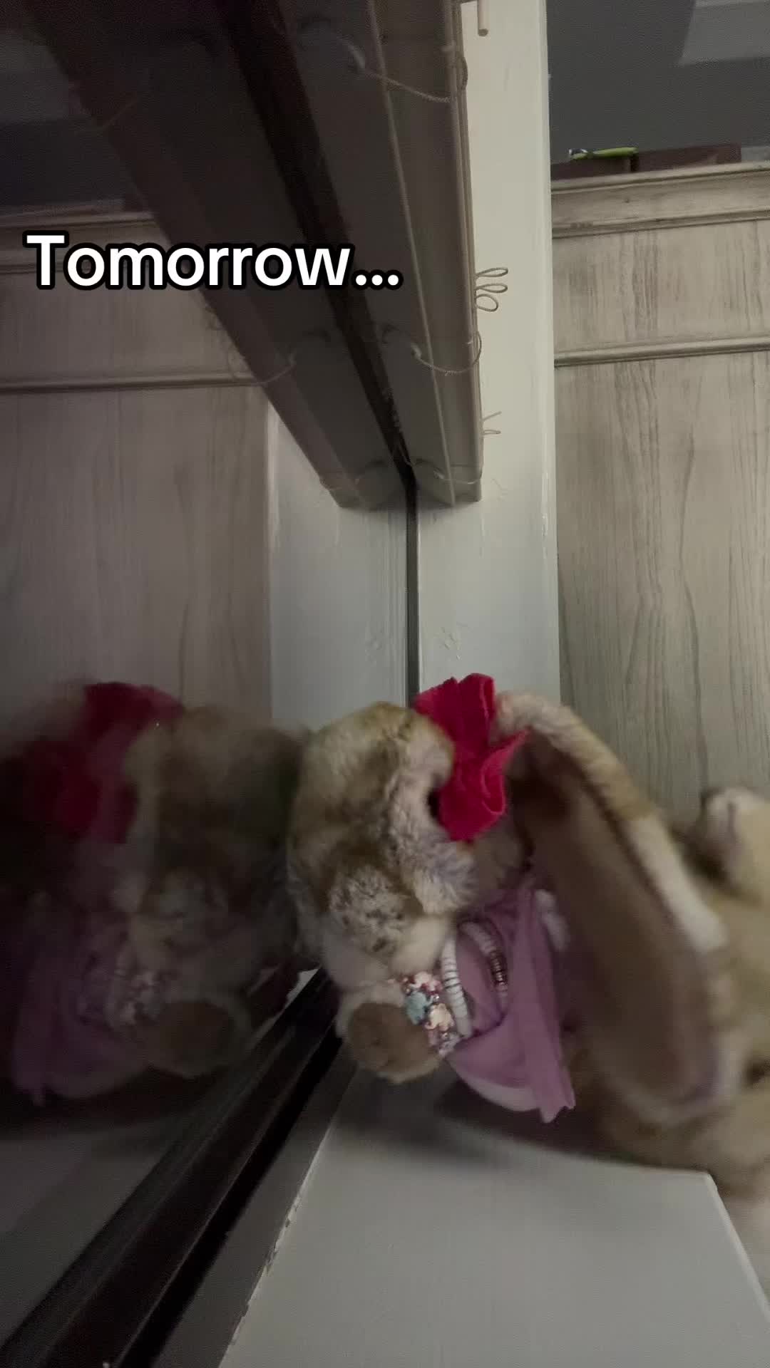 @rabbitdaisymae