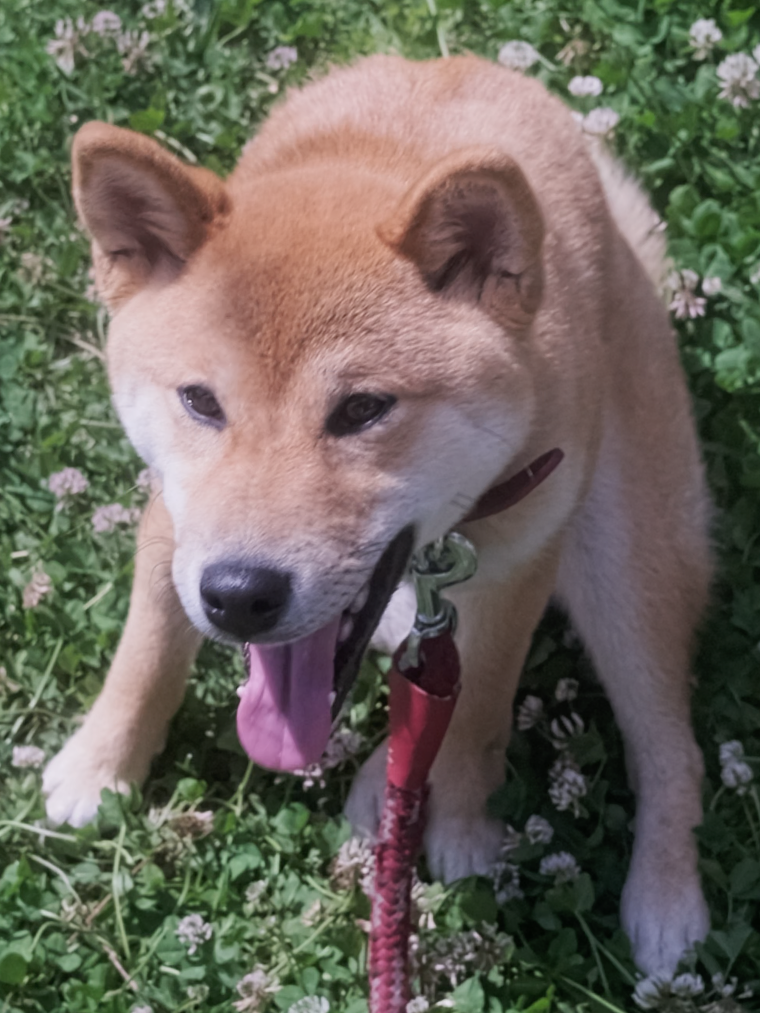 @柴犬座〜The Shiba Inu〜