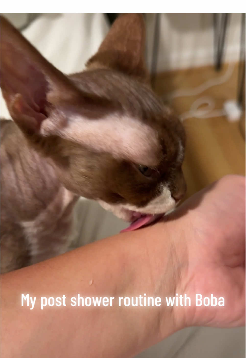 @Boba’s Buds Minskin Cats
