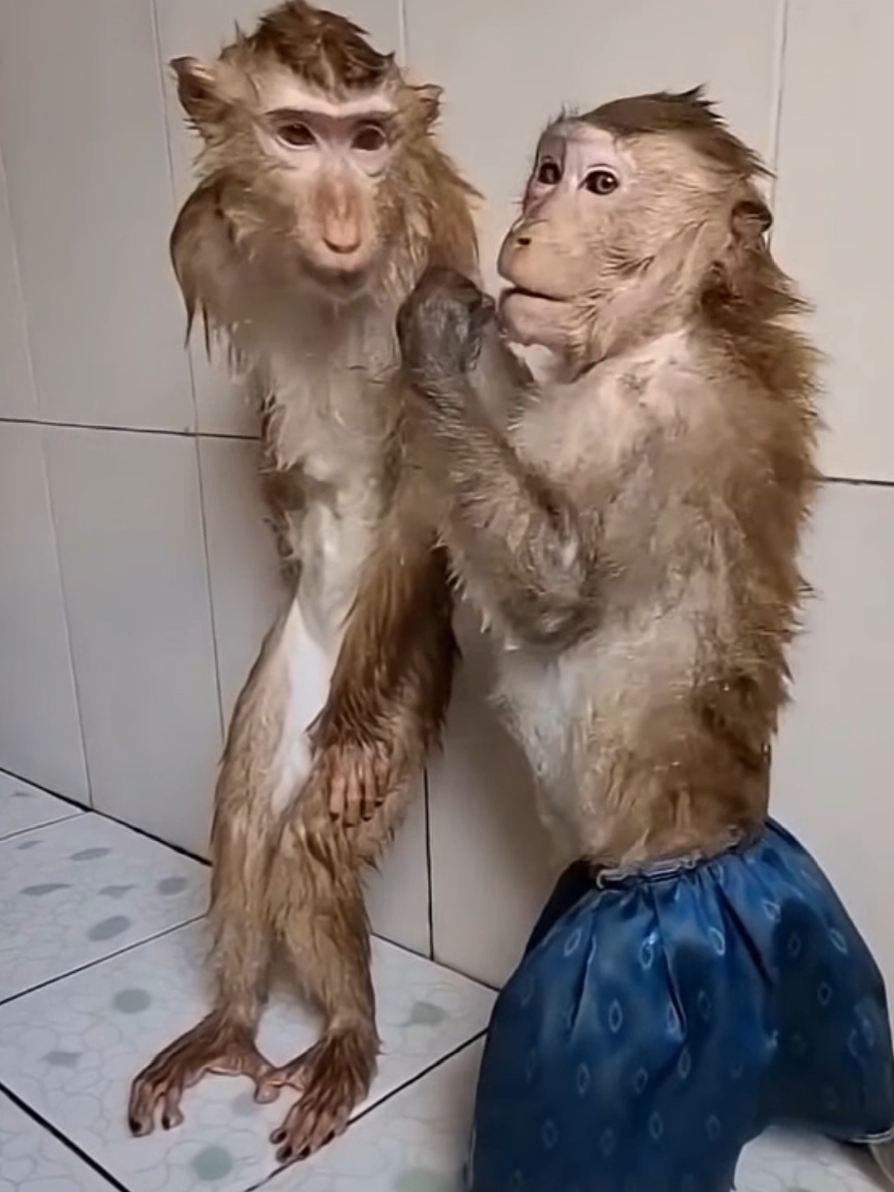 @monkeyYAYA