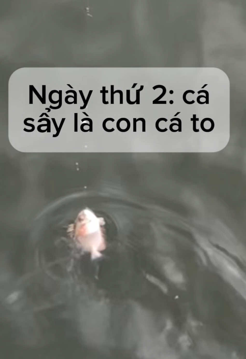 @câu cá Nha Trang