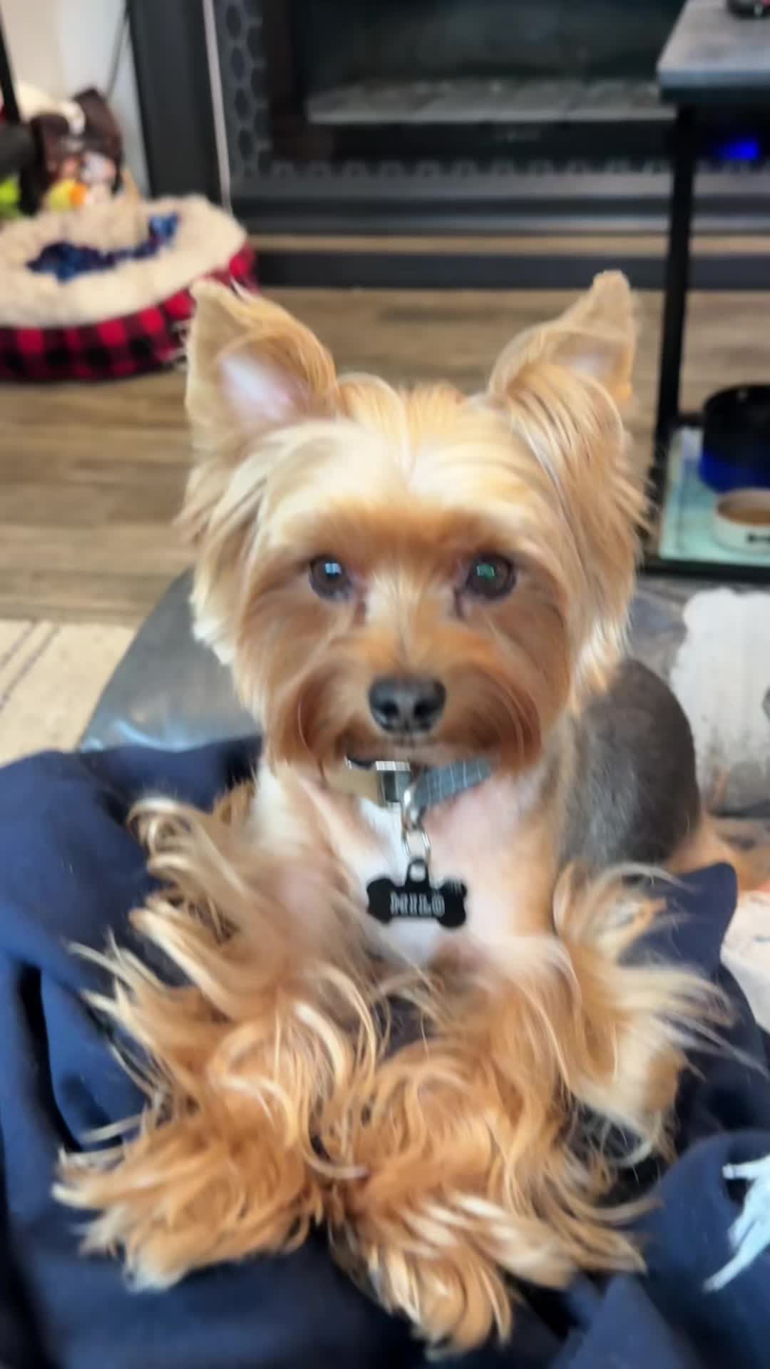 @newyorkiebymilo
