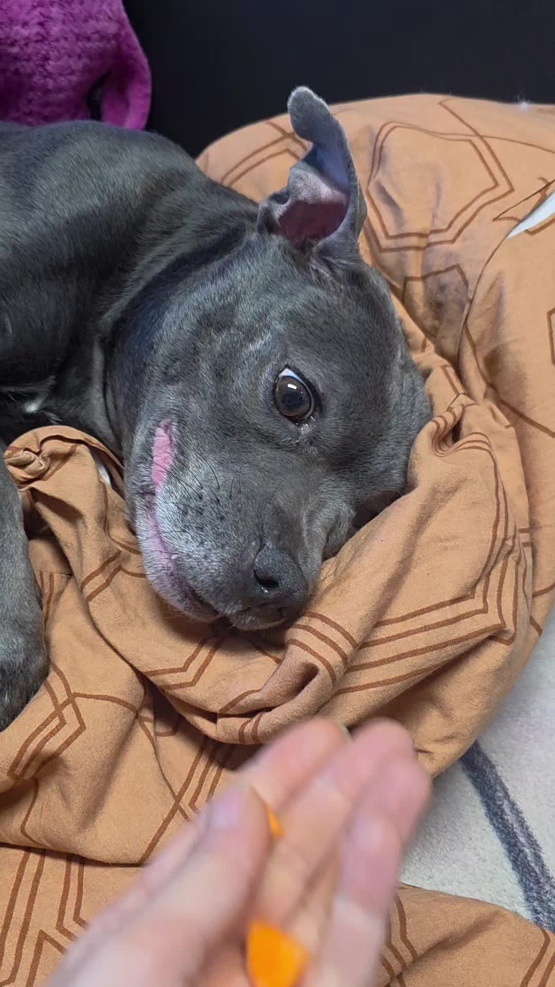 @Zara Alukanija Kiyomi 🐕🐾