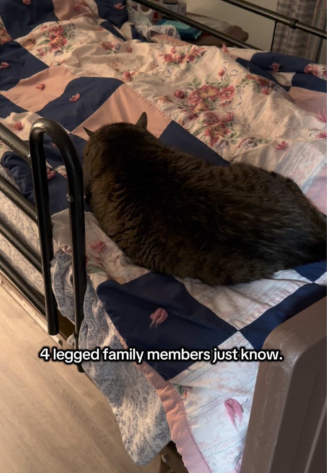 @Kylo the werewolf dog