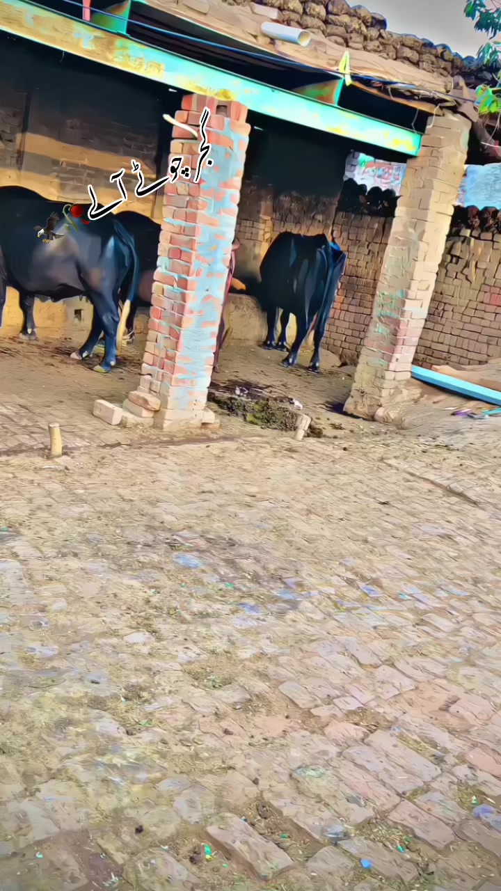 @GUJJAR🥷🏿