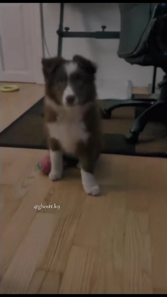 @๐ฆ•๐ฎ๐ฏ๐ถ๐บ๐ป•๐ฆ