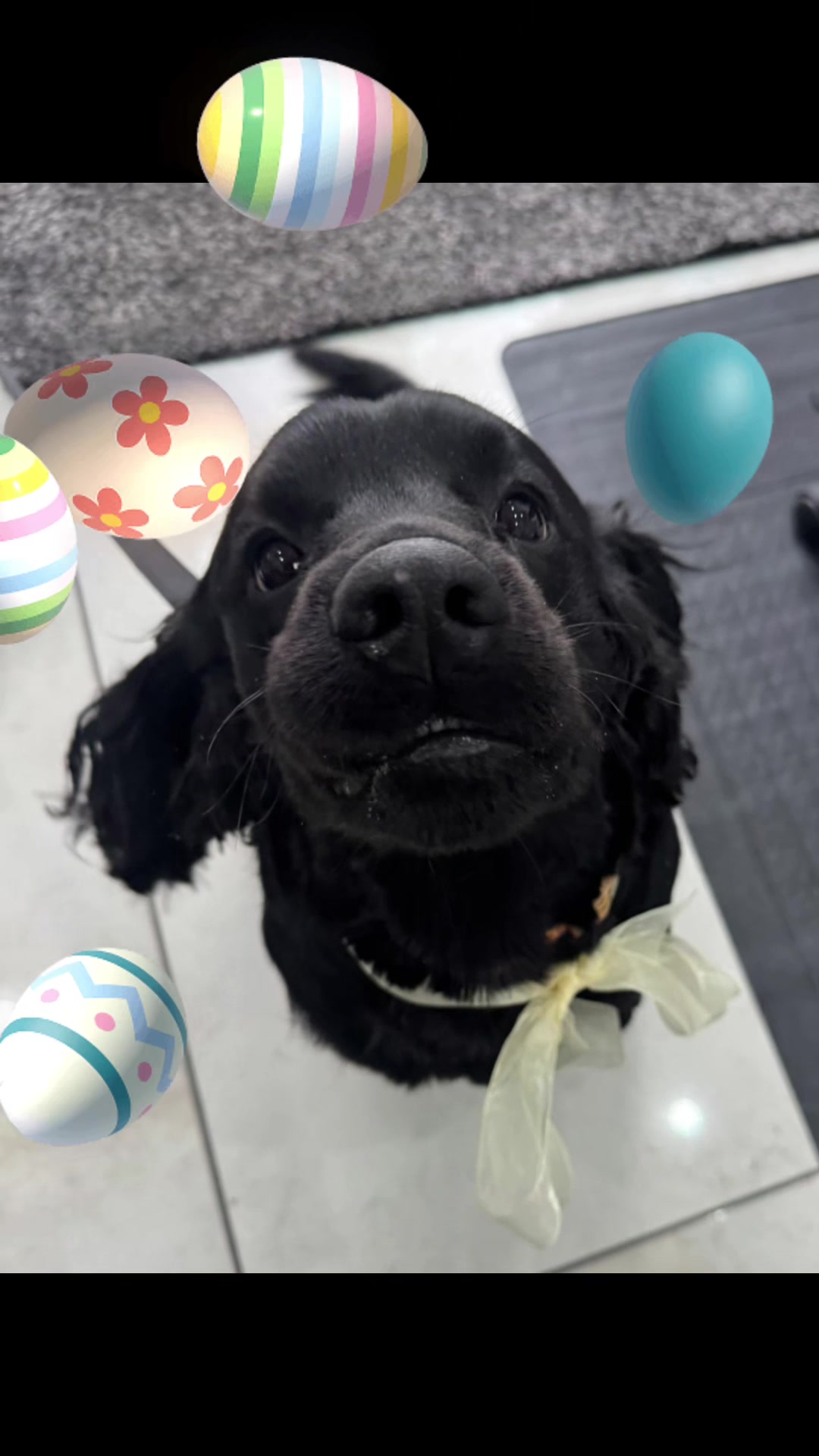 @PamperedPaws