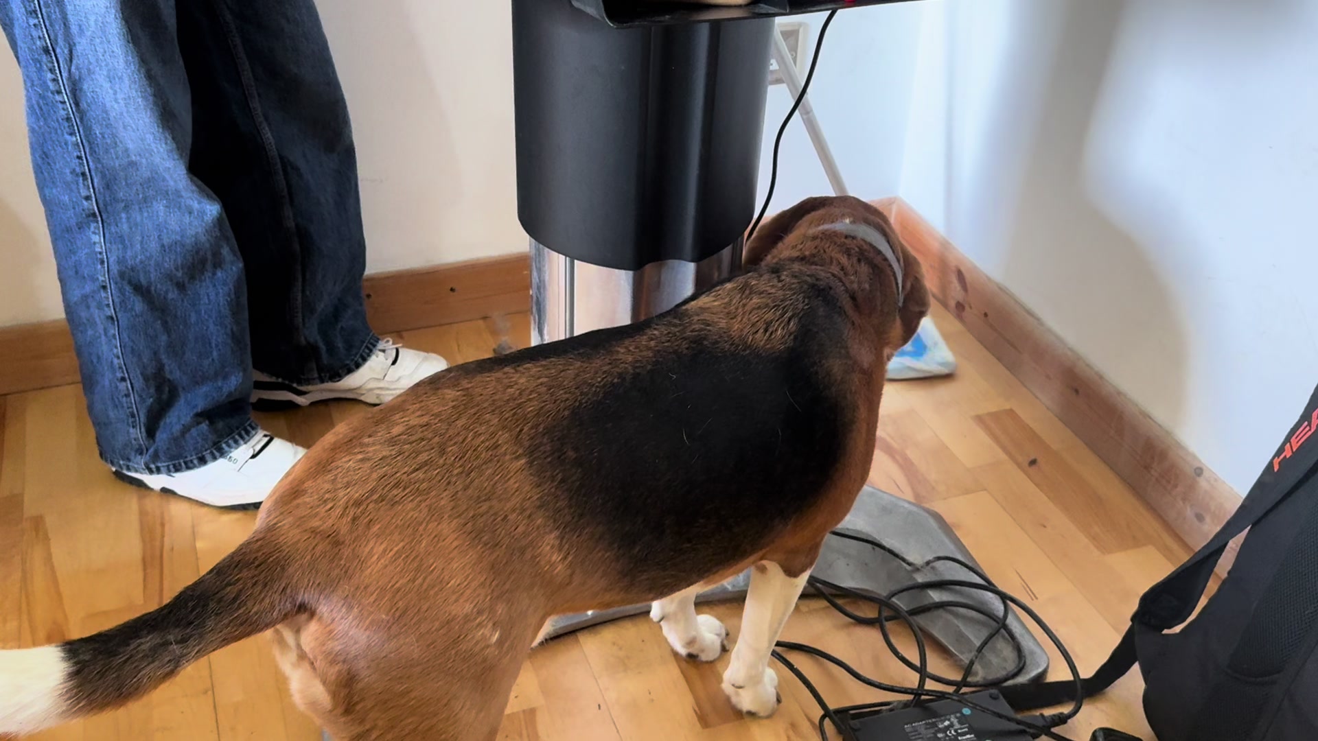 @Neo_The_Beagle