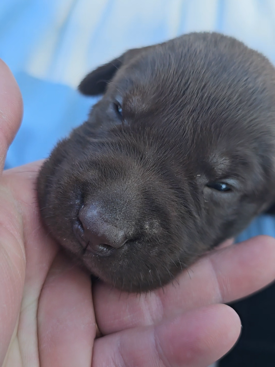 @Lindley Labradors