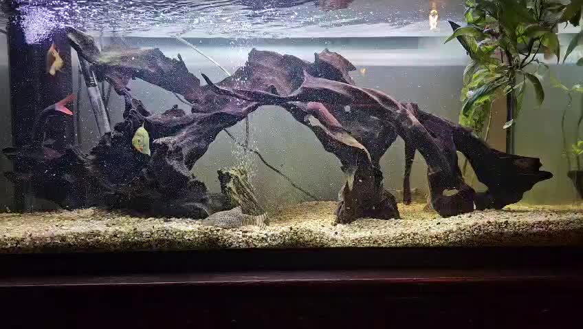 @CRBaquatics