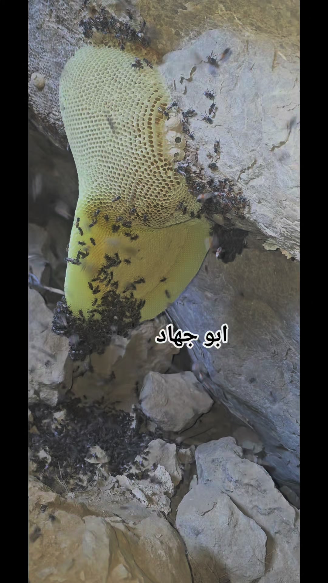 @⚔️ابوجهاد⚔️