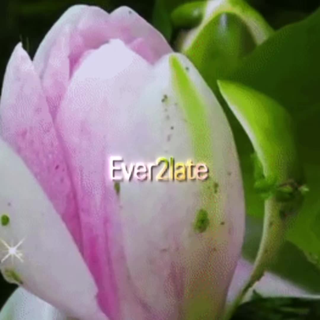 @N4NА luvالروح