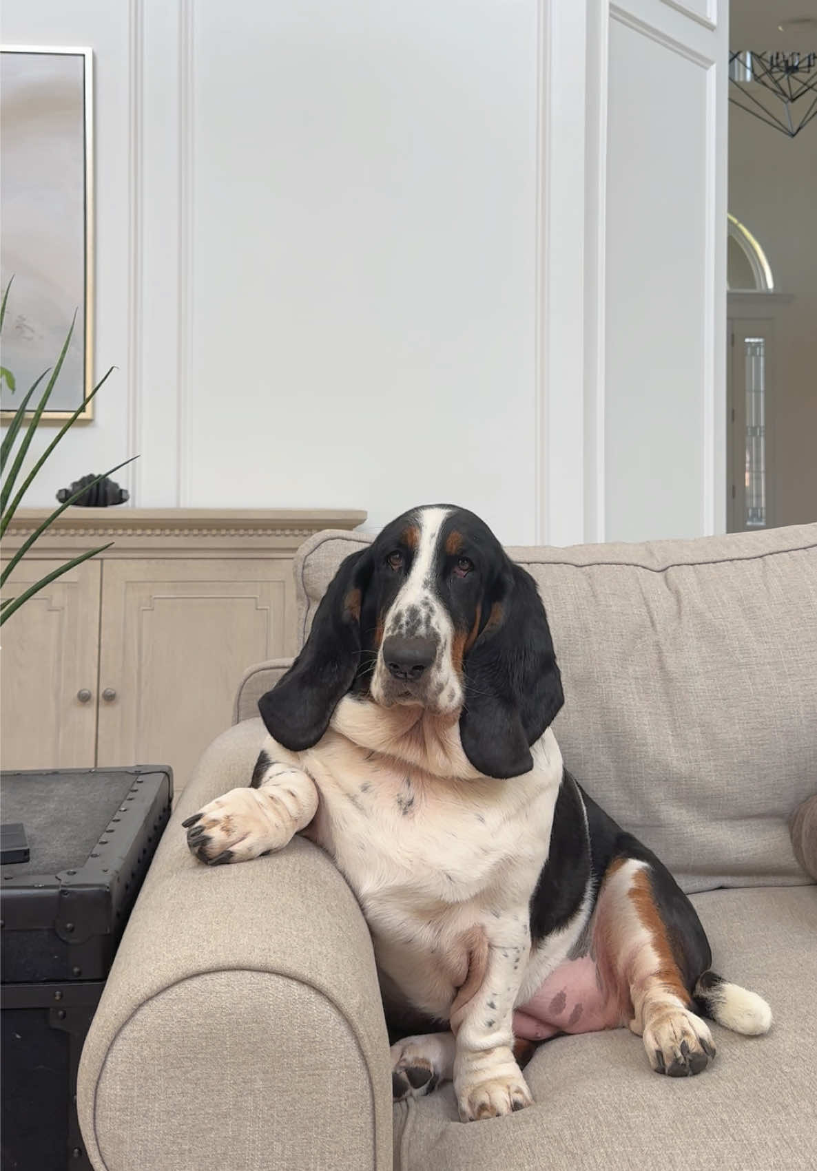 @🐾BillieBasset🐾