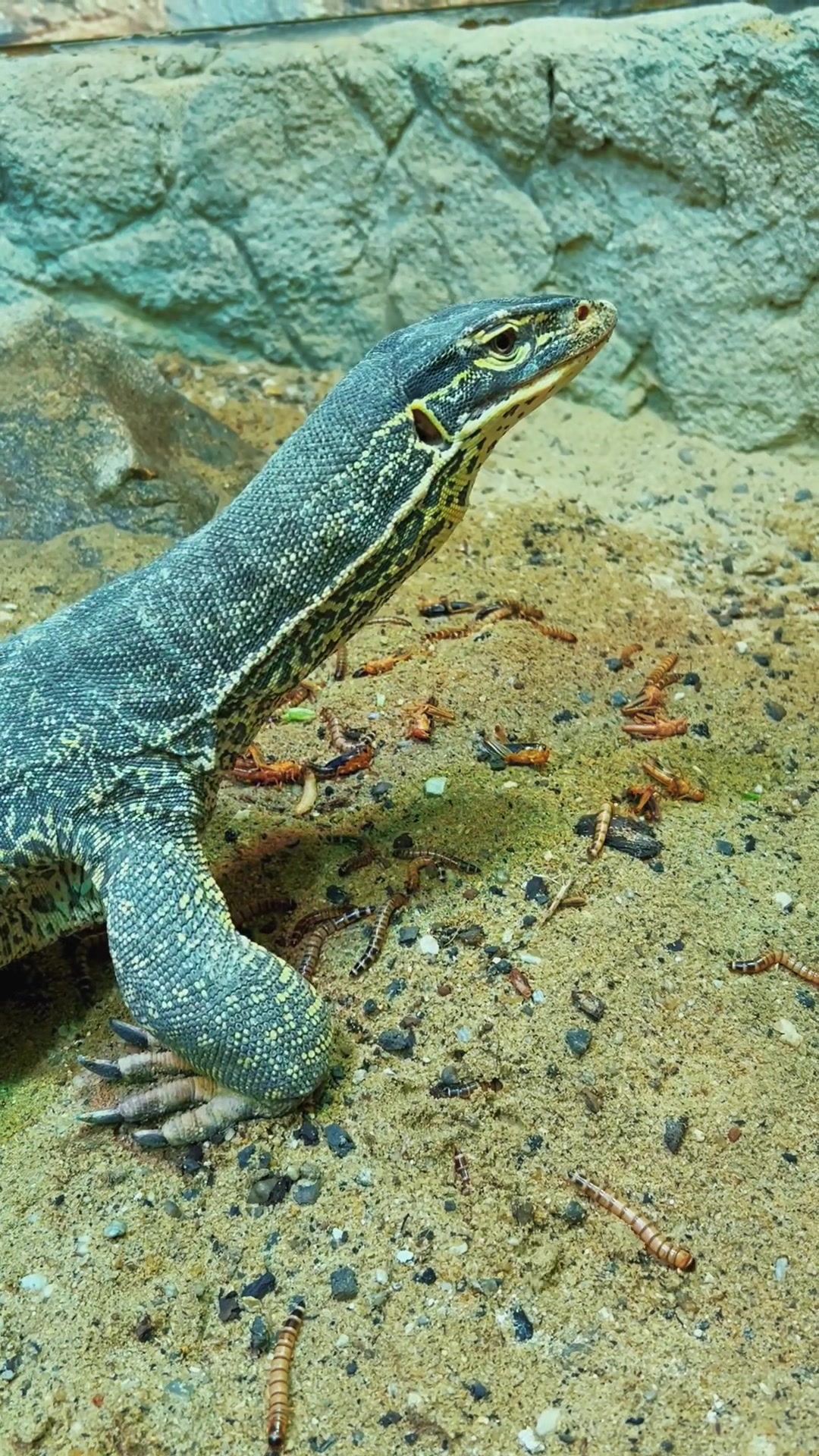 @reptilbewusst