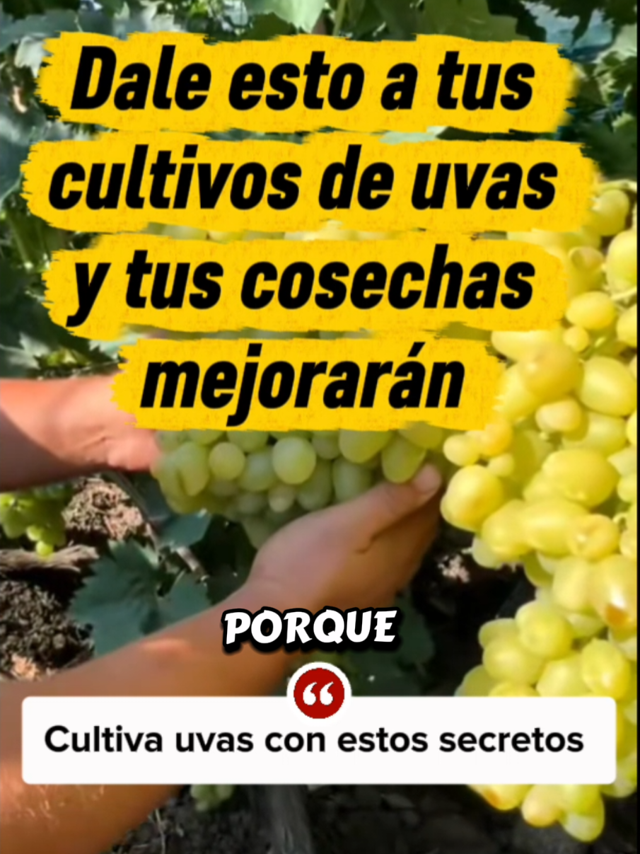 @Osshira| Jardineria y Huerto