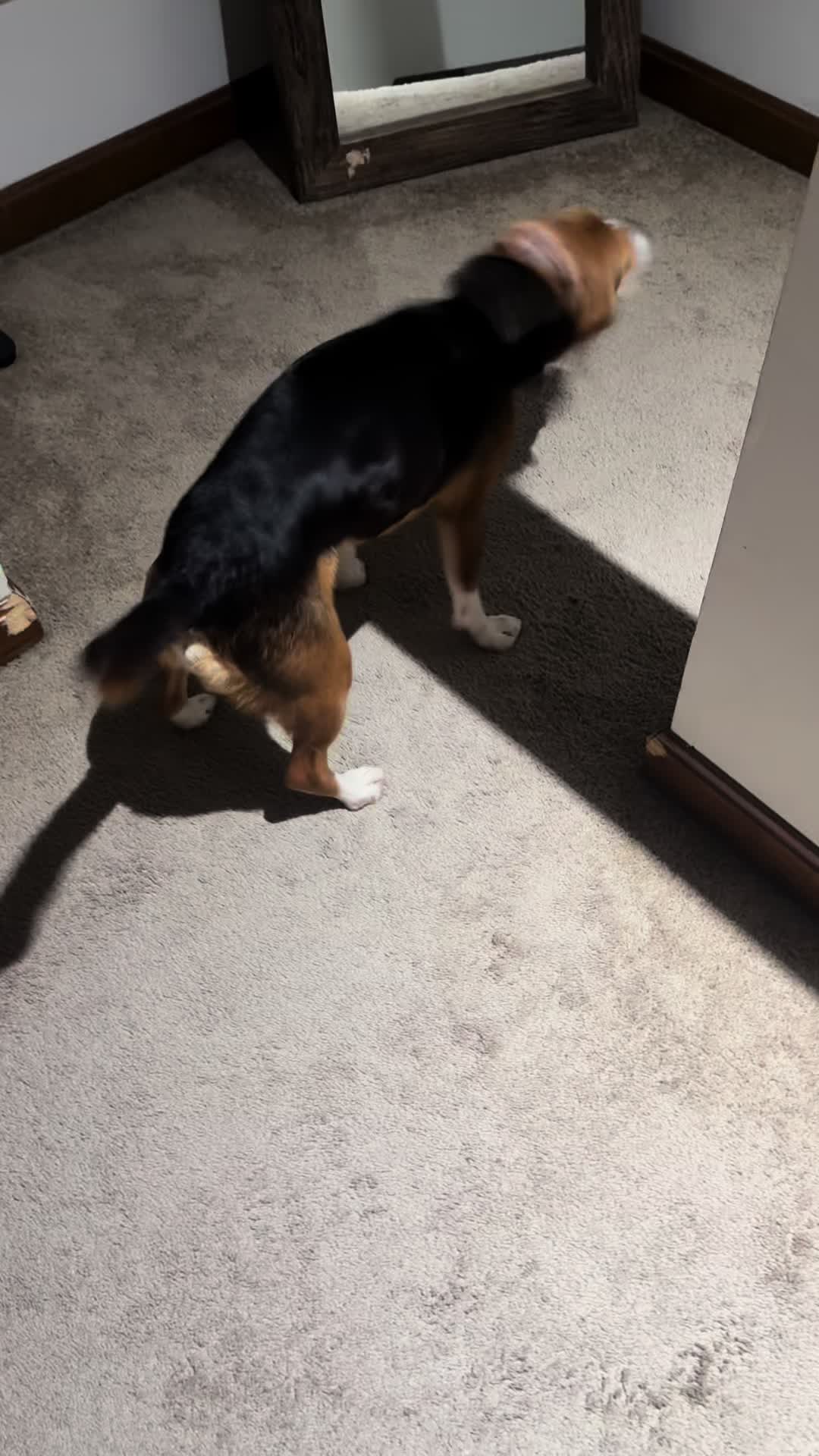 @ThatBeagleGus