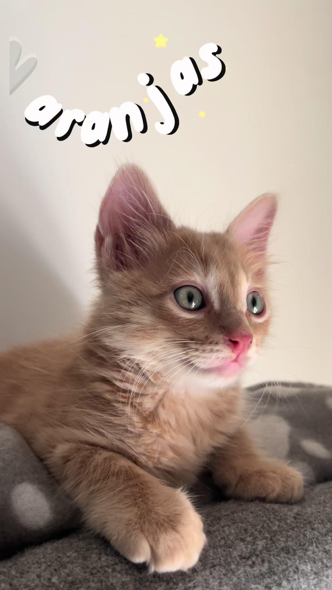 @- Alejandra 🐱💕