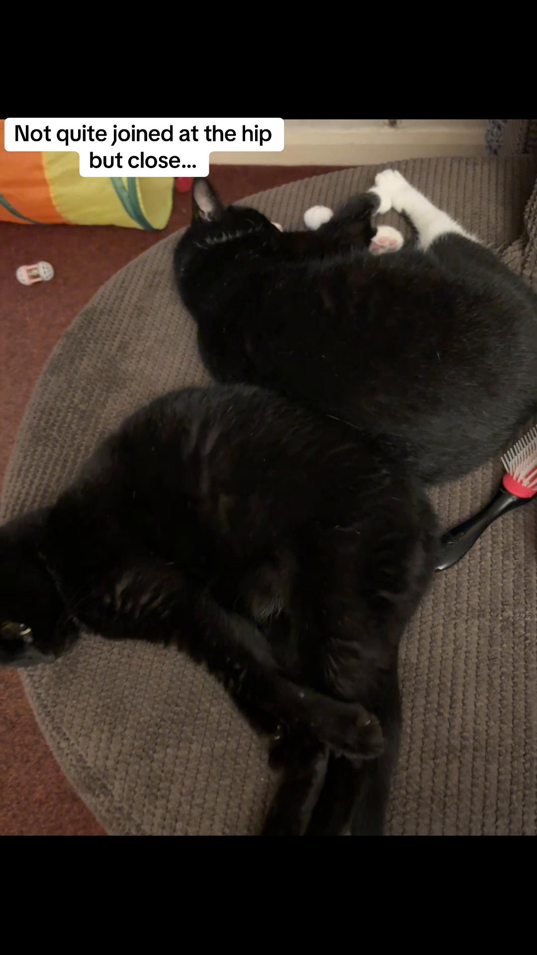 @Em feat. Mister & Mimi (cats)