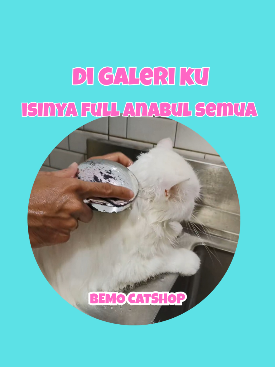 @Bemo Catshop