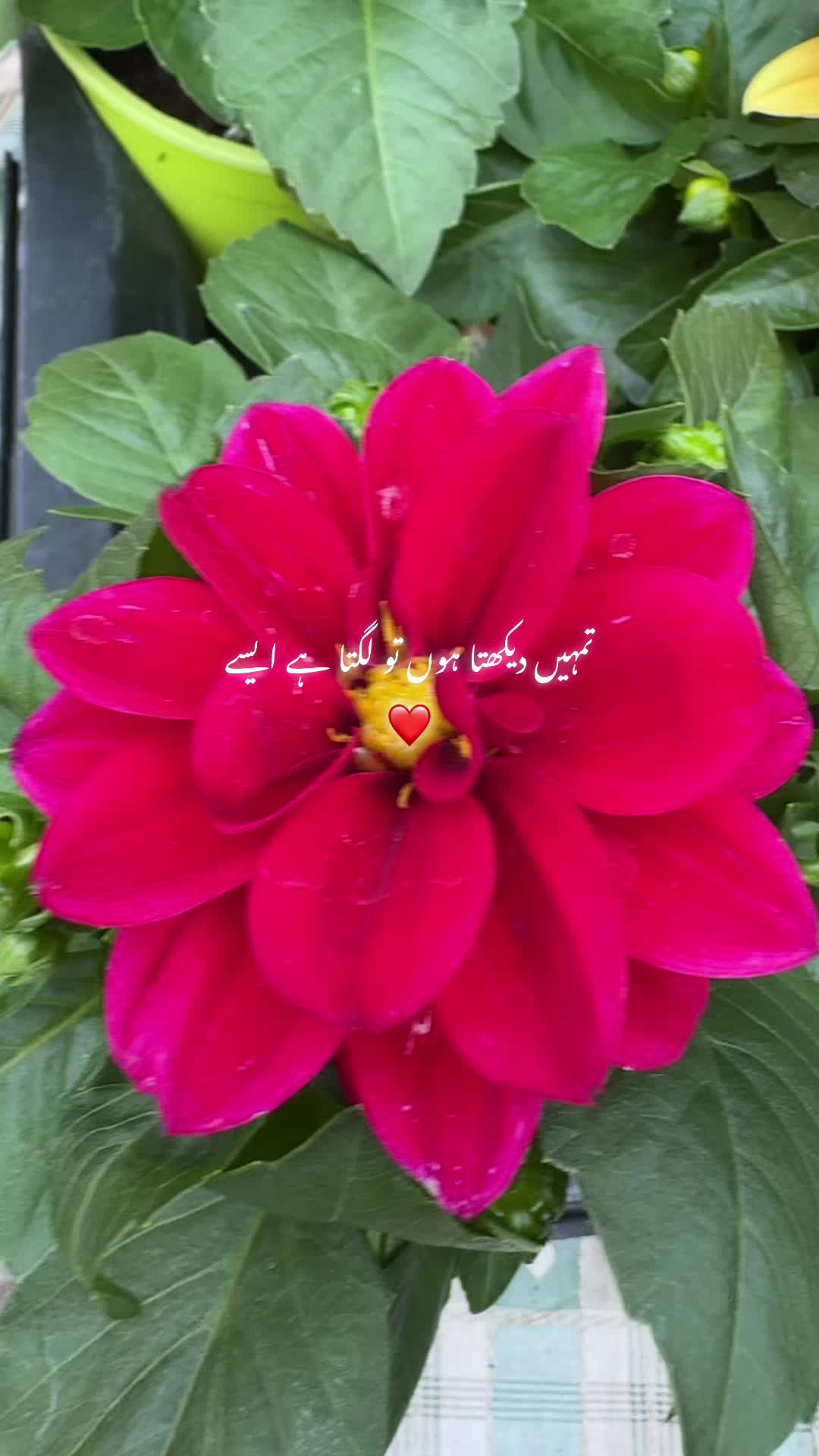 @Mehreen_Ahmed