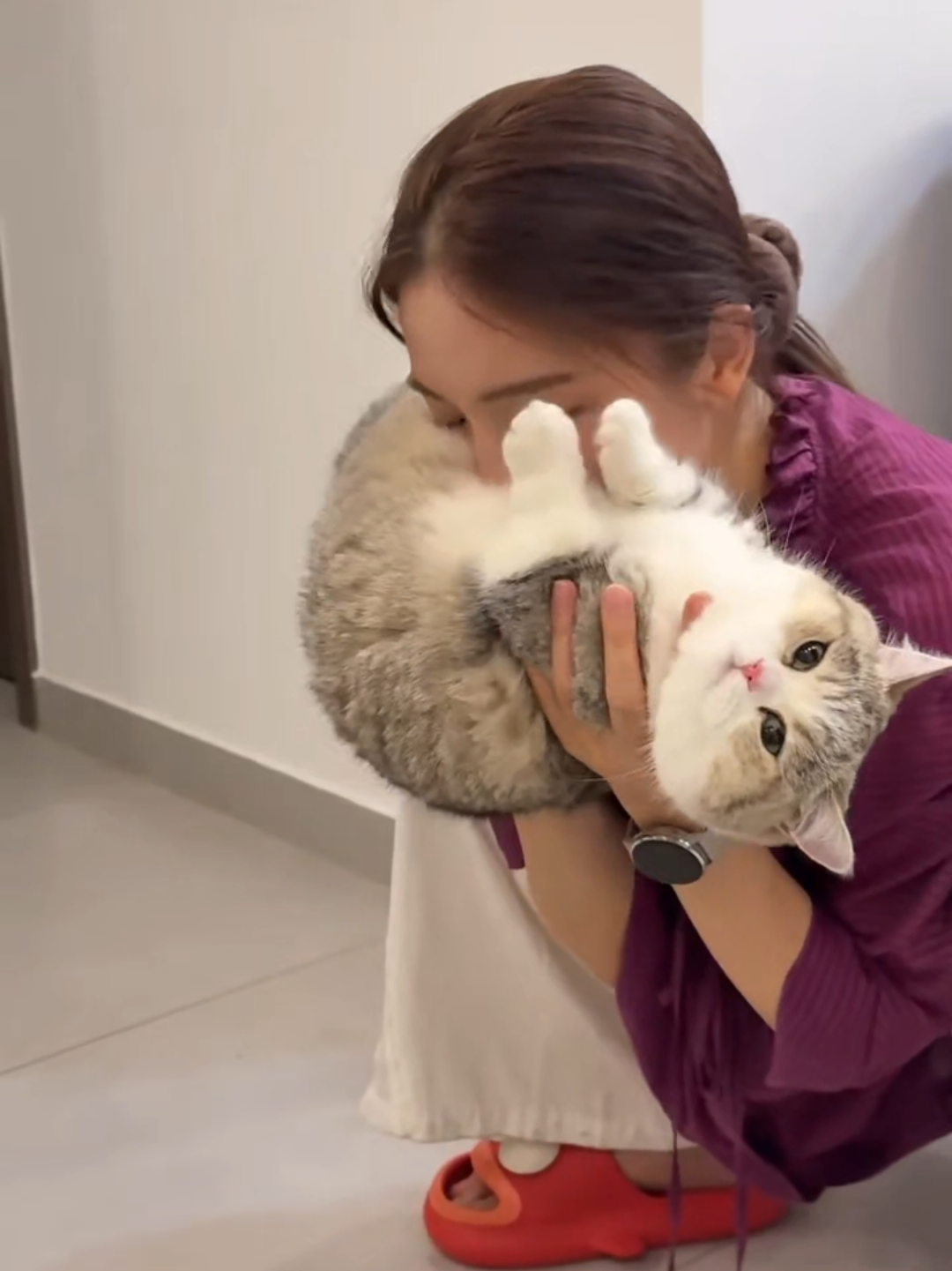 @Chonky World Of Cats