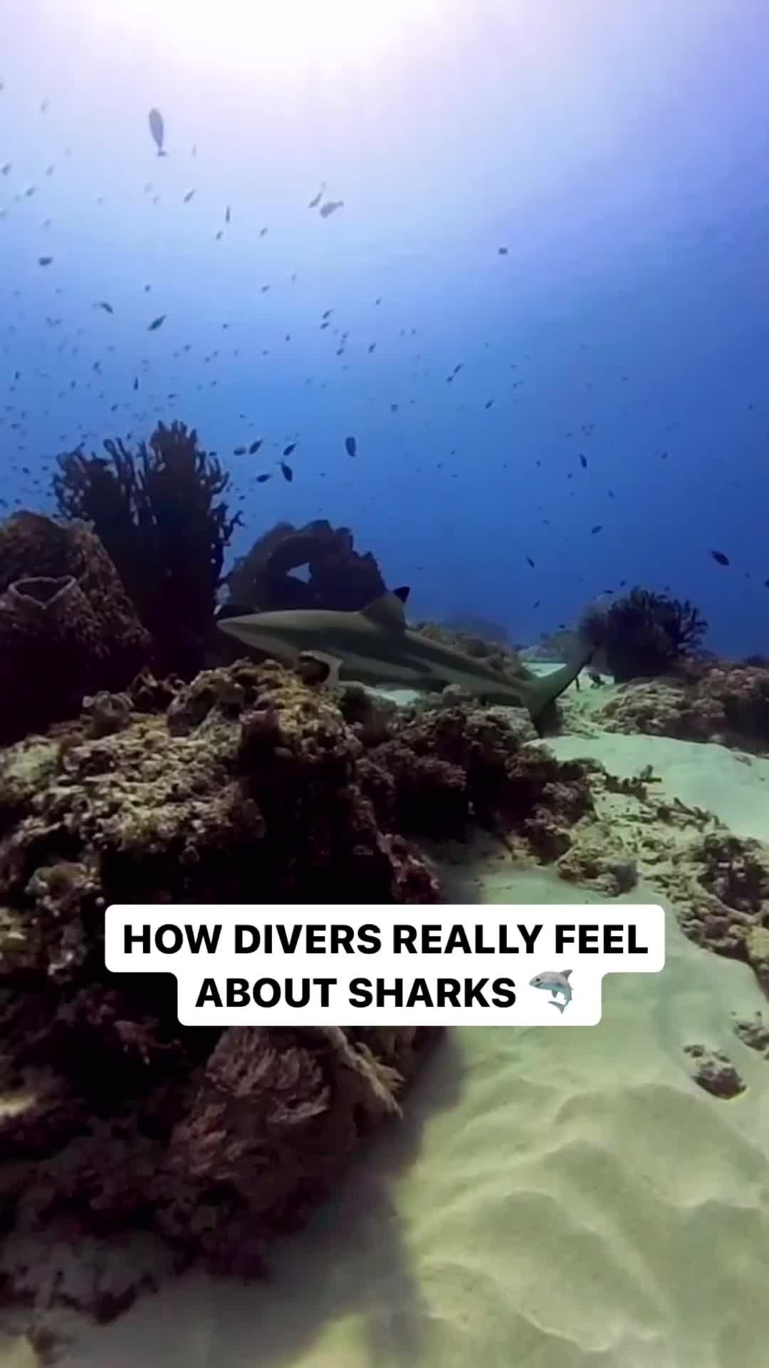 @Scuba Diving with Ara