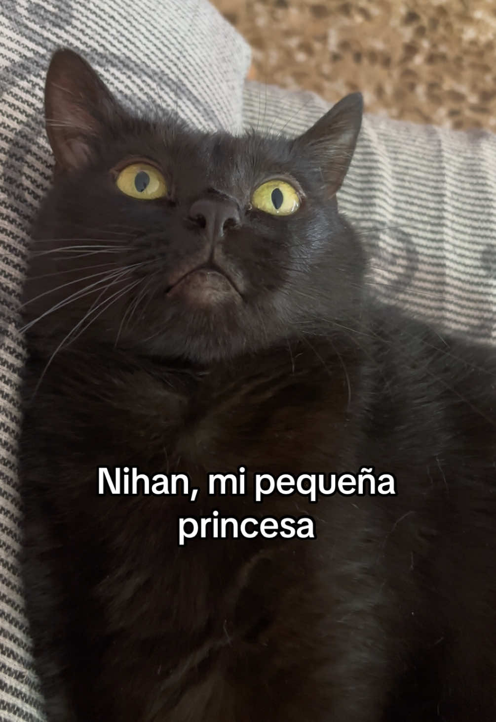 @BlackCatsMatter