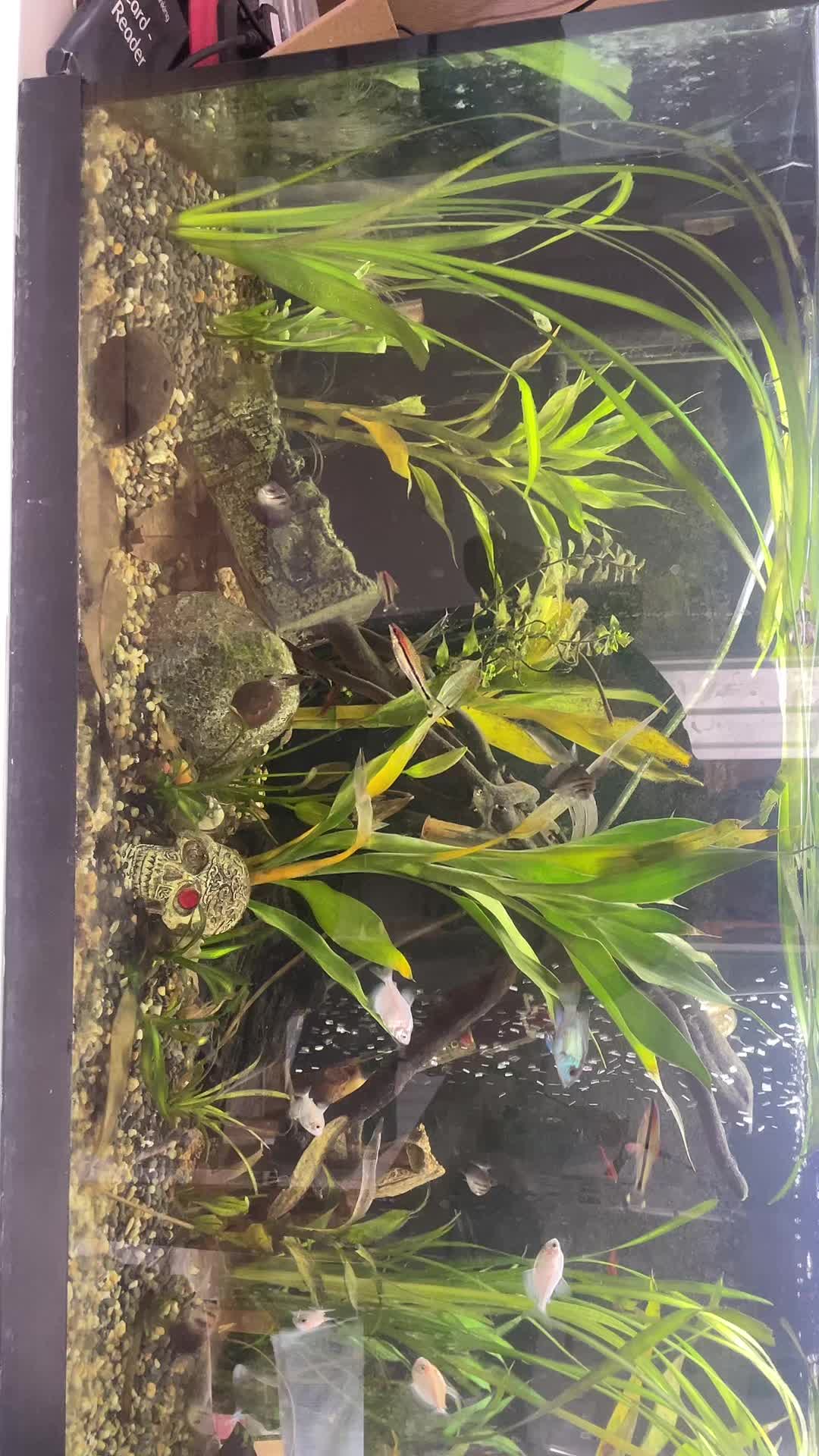 @CRBaquatics