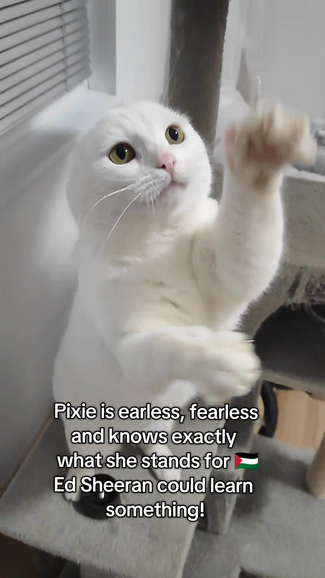 @Fluffy and Pixie