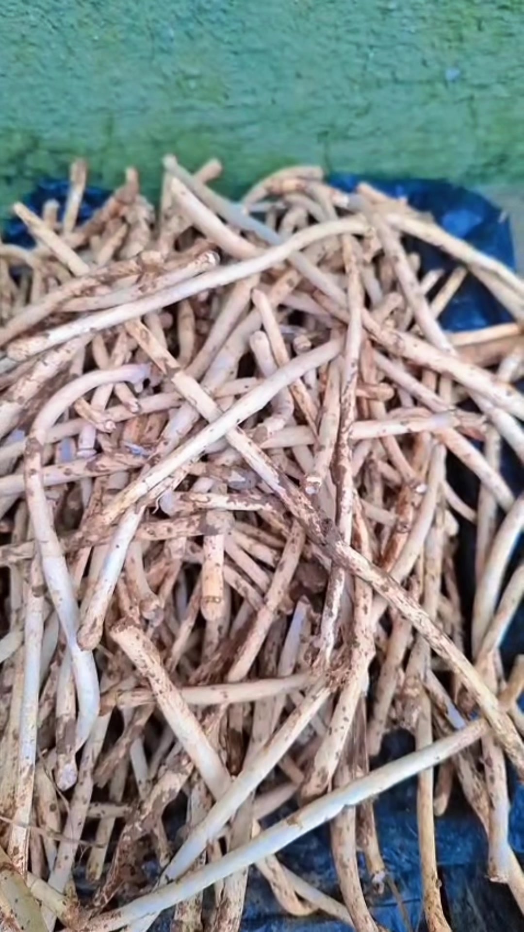 @लक्ष्मि वलि
