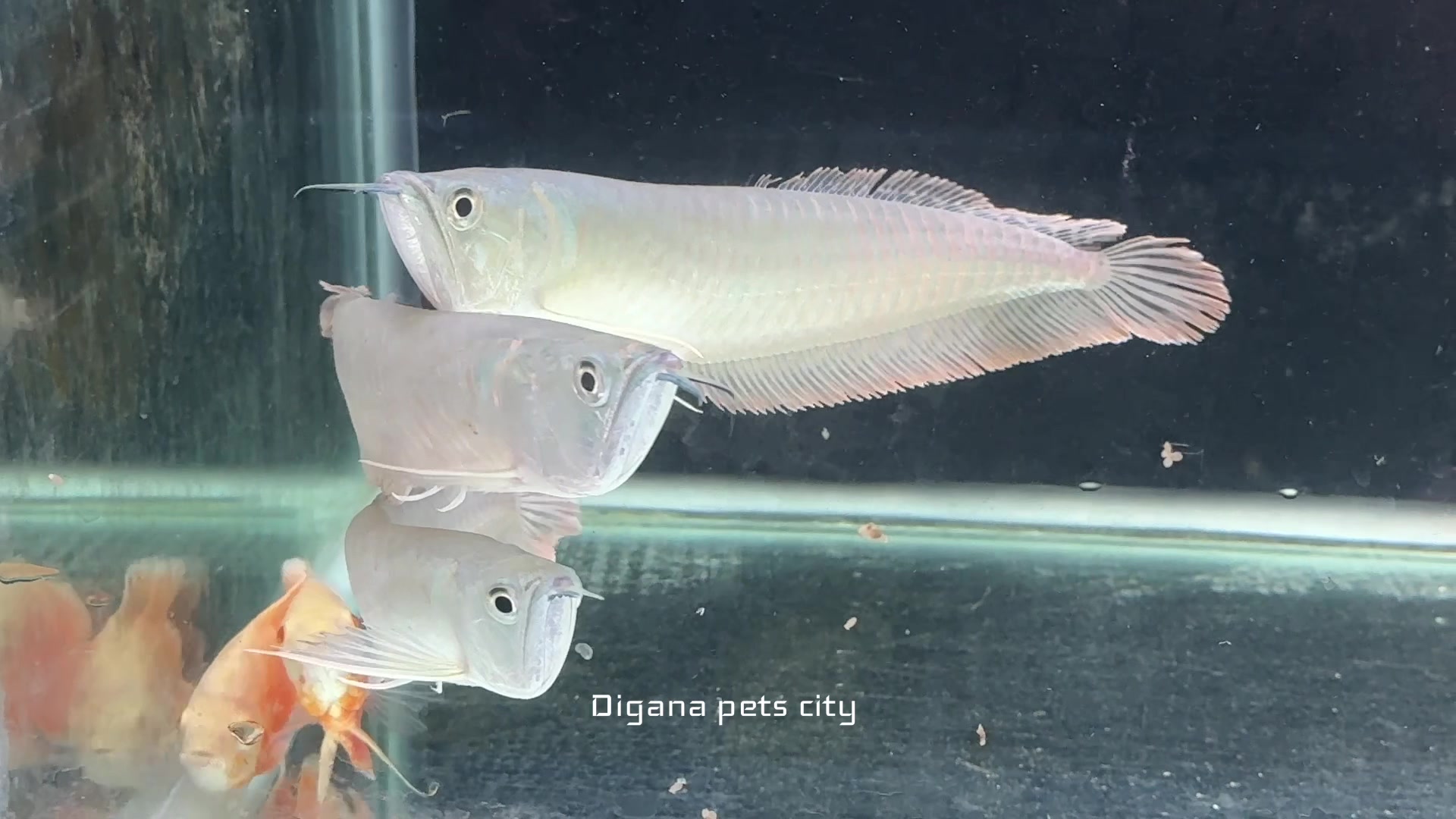 @Digana pets city