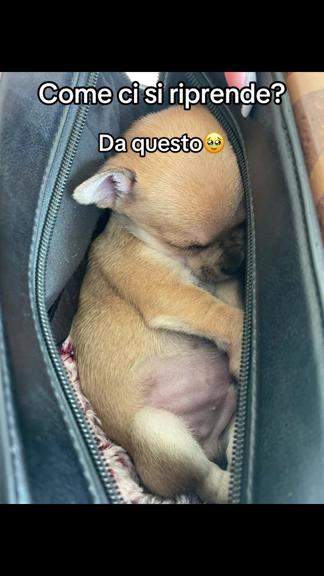 @Piccolo Theo👑