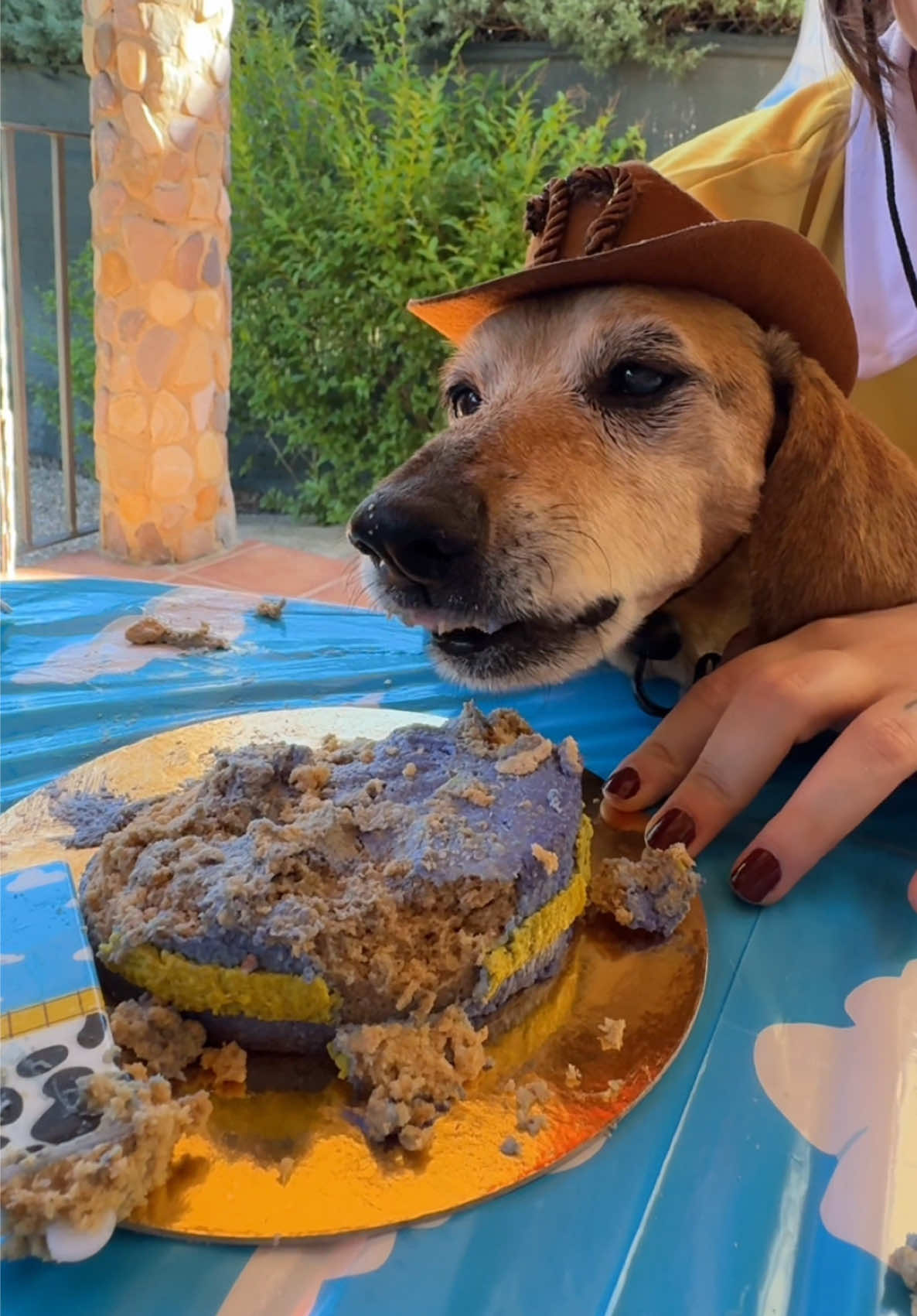 @Lucas The Dog