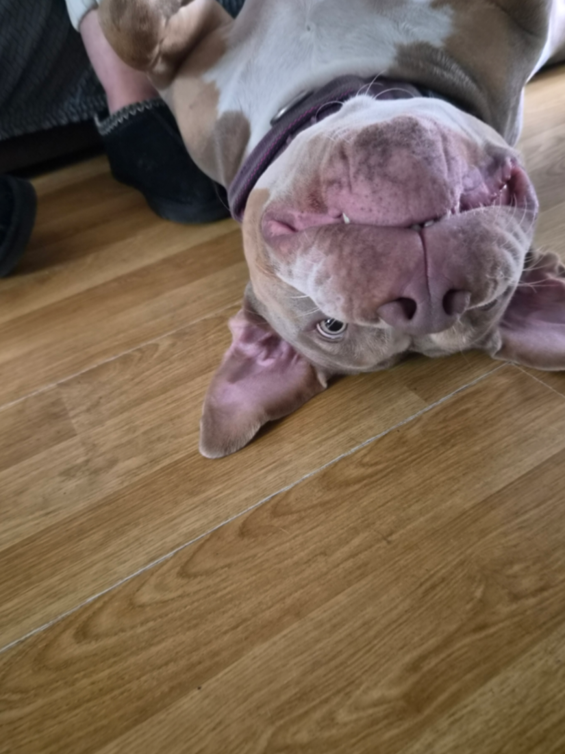 @Kyza And Ellie Bully Dogs 🐾🐾