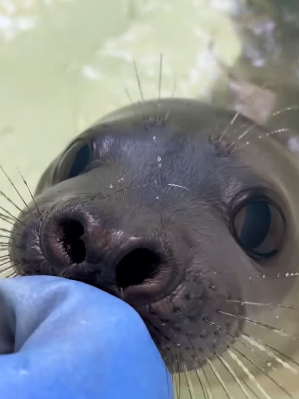 @🩷🎀 seal 🦭🩷